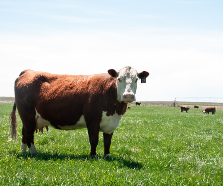 Is grass-fed beef better?