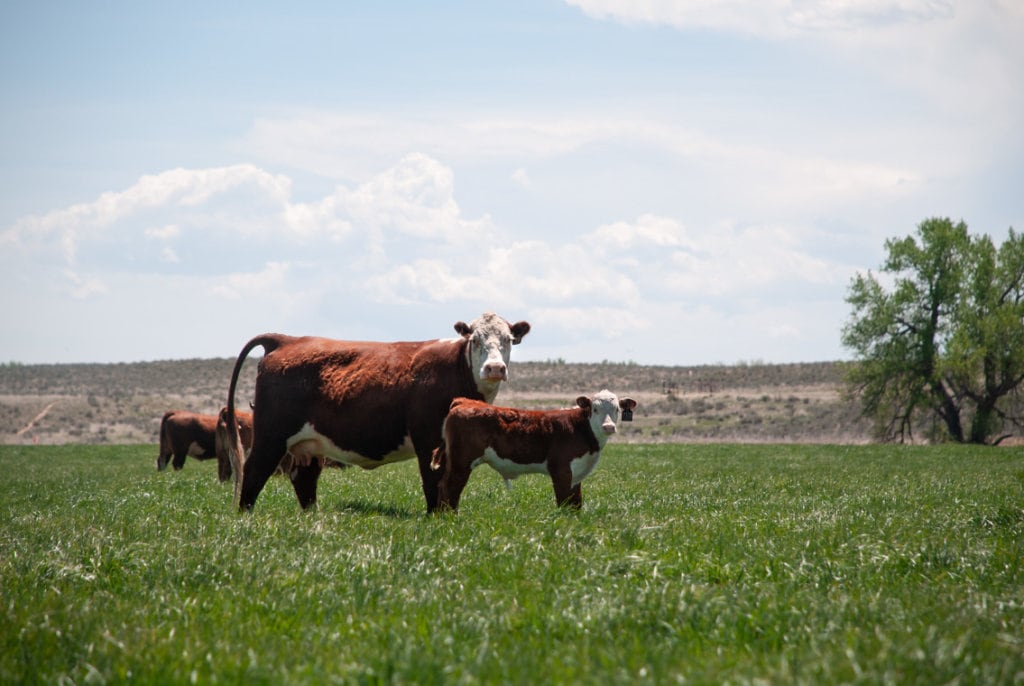 Is grass-fed beef better for you?