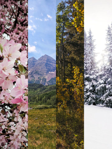 collage of images from different seasons
