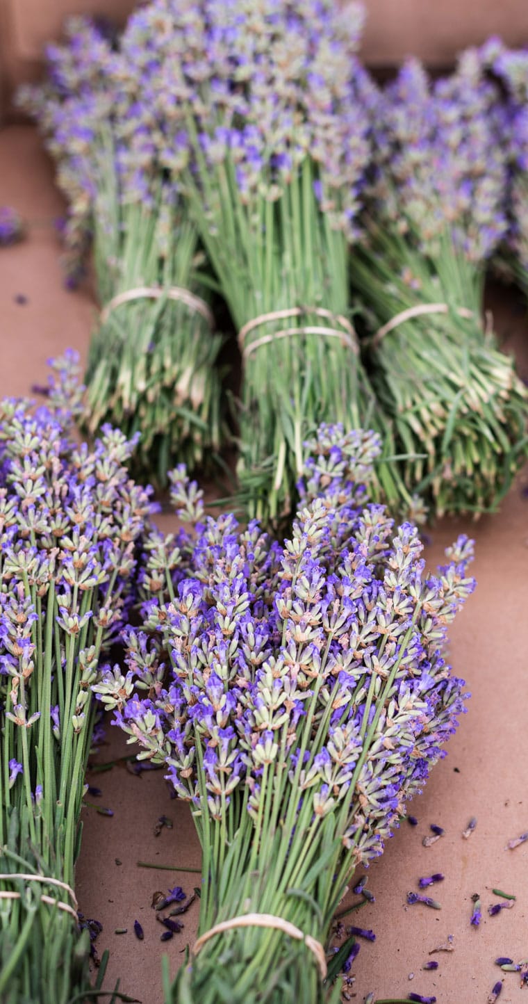 bunches of lavender