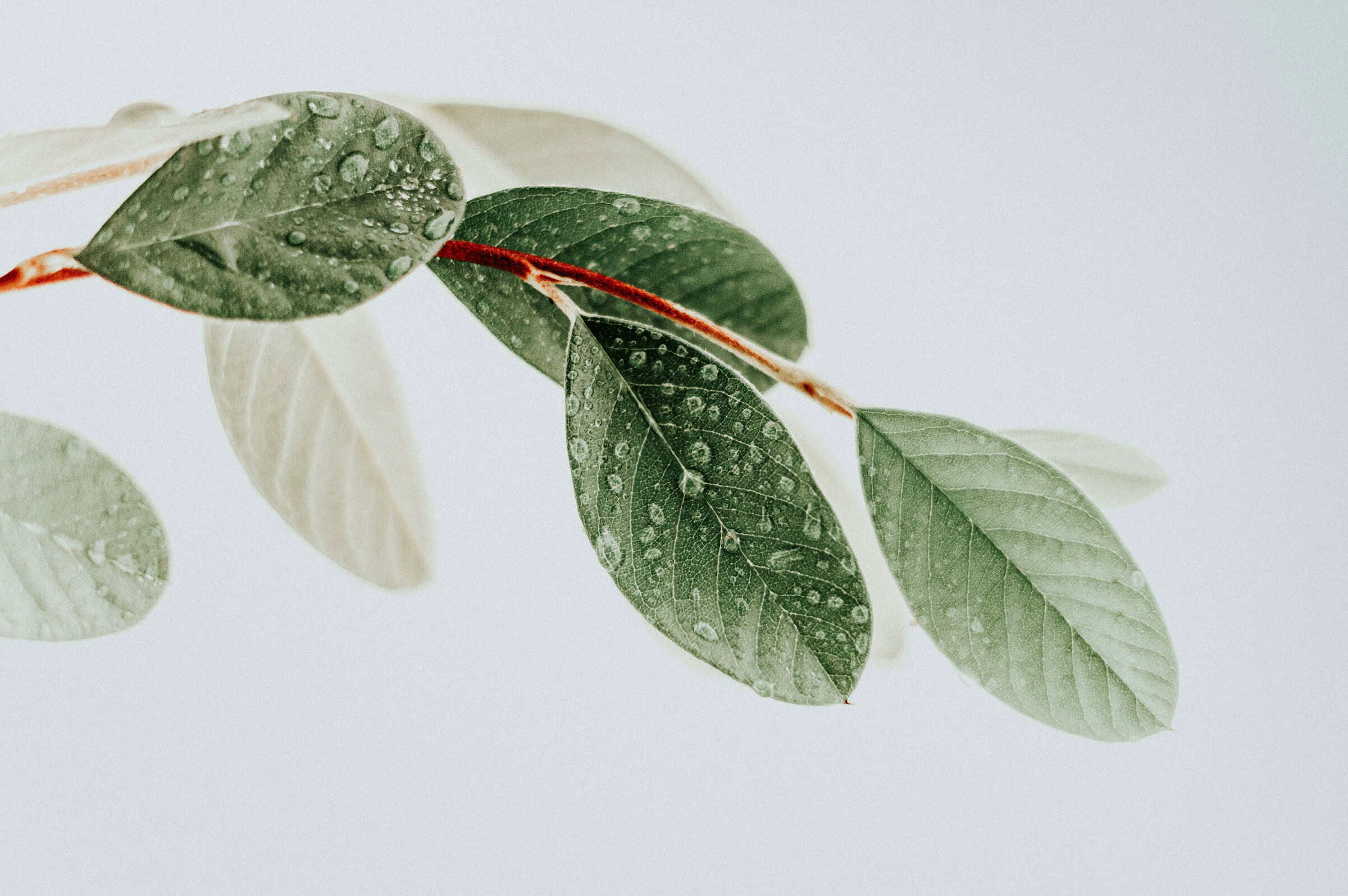 Green leaves with water droplets