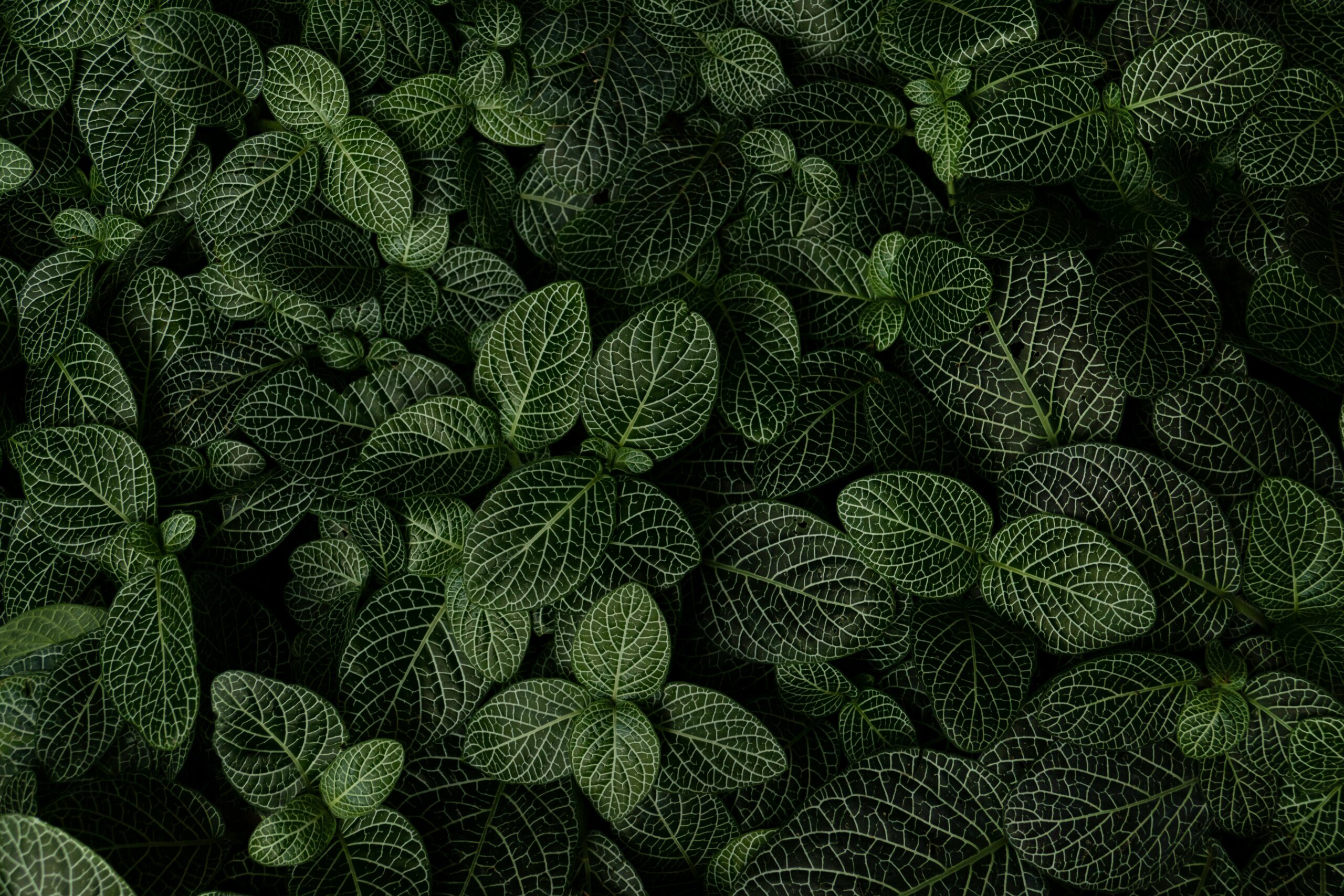 dark green leaves